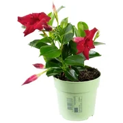 Dipladenia Sundaville Mandevilla »Classic Red«