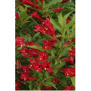 Weigela florida 'Red Prince' Krāšņā veigela