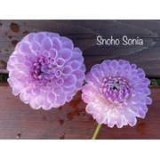 Snoho Sonia