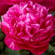 Pīonija ‘Red Sarah Bernhardt’, sakne