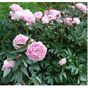Peonija "Sarah Bernhardt"
