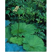 Astilboides tabularis | A.M. ozoli