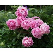 Sarah Bernhardt peonija